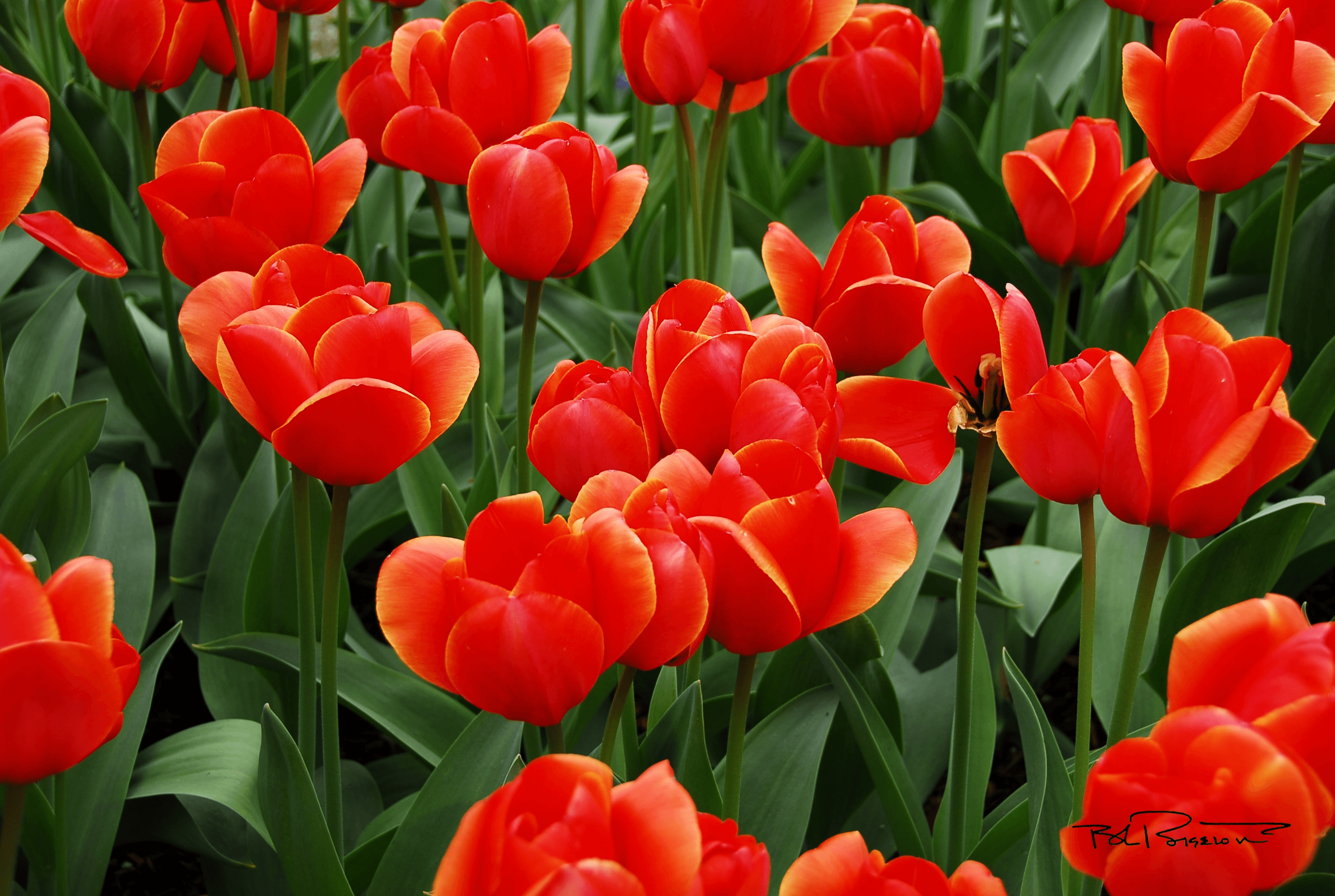 Tulips 5