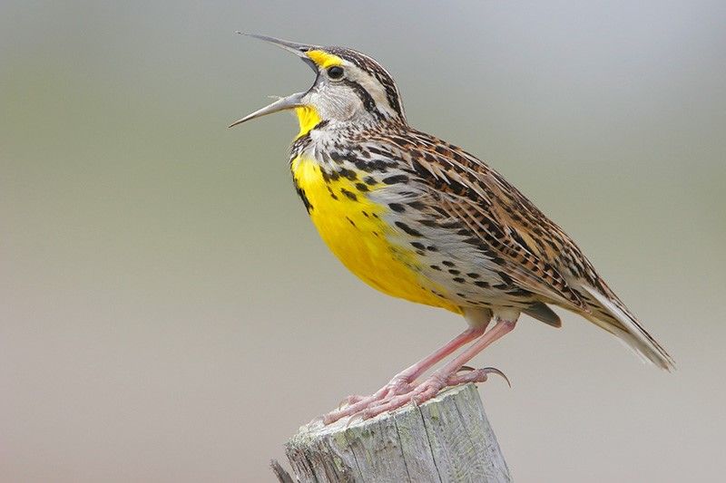 Eastern Meadowlark