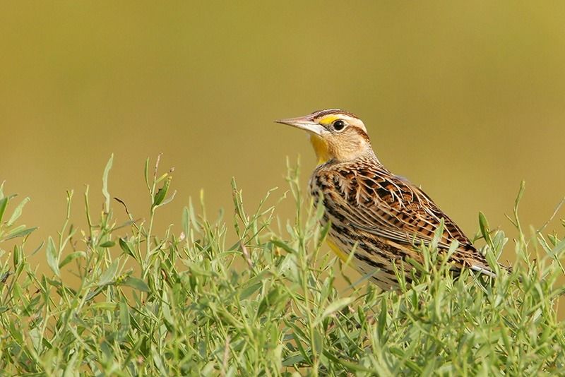 Eastern Meadowlark