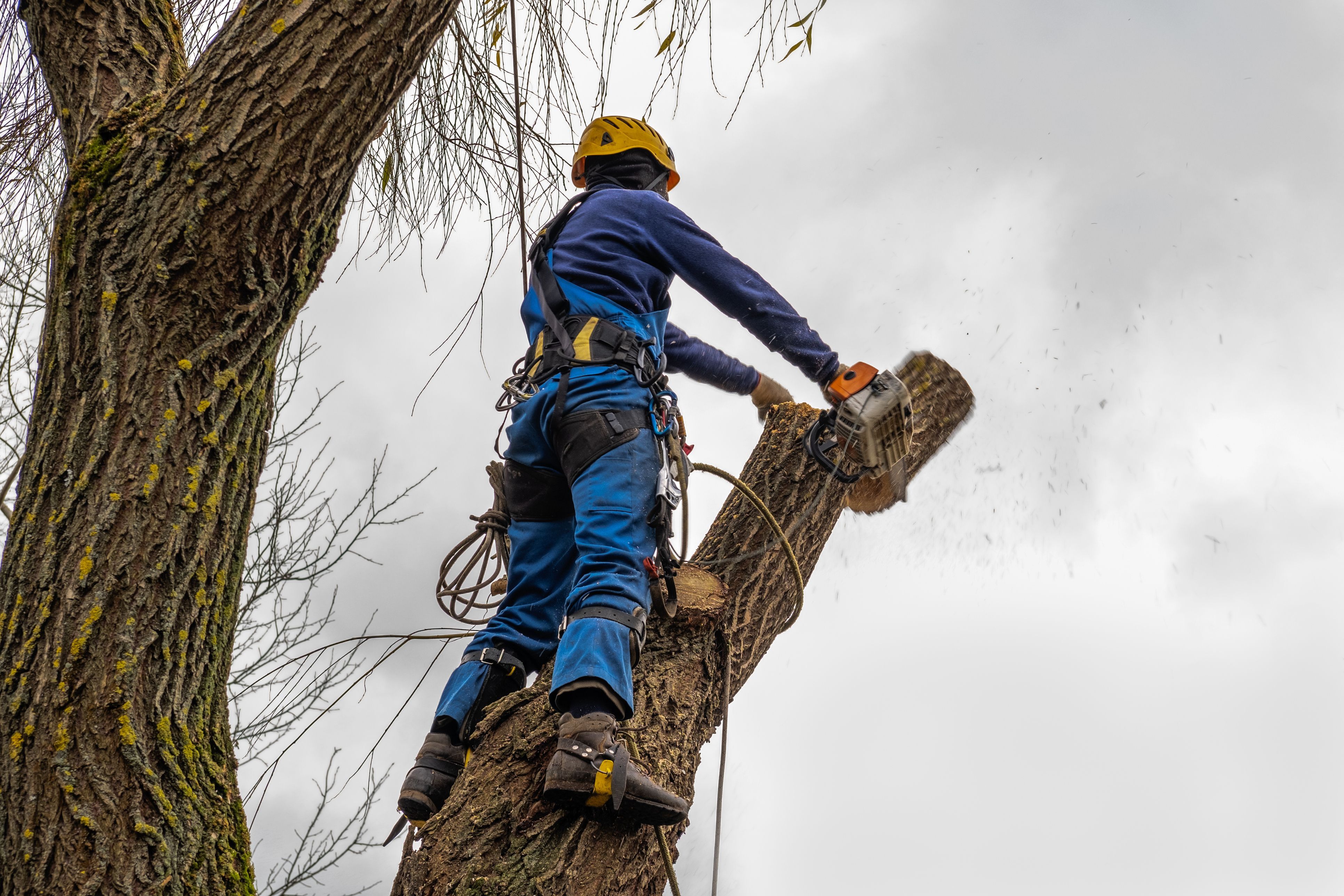 Tree Cutting & Pruning