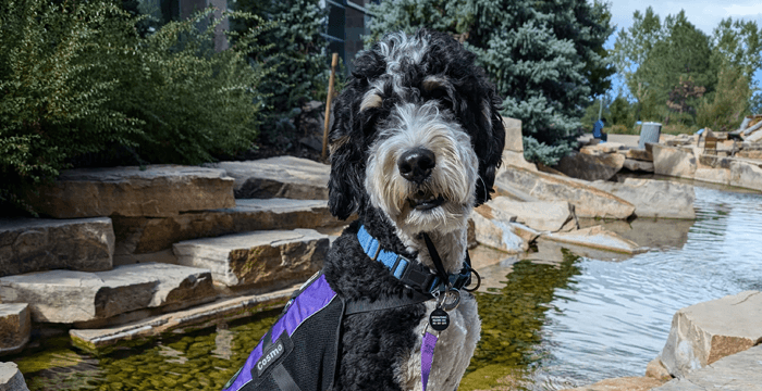 Cosmo posing by a fountain
