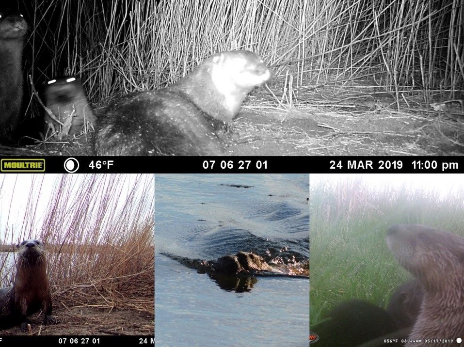 World Otter Day 19 Crane Trust