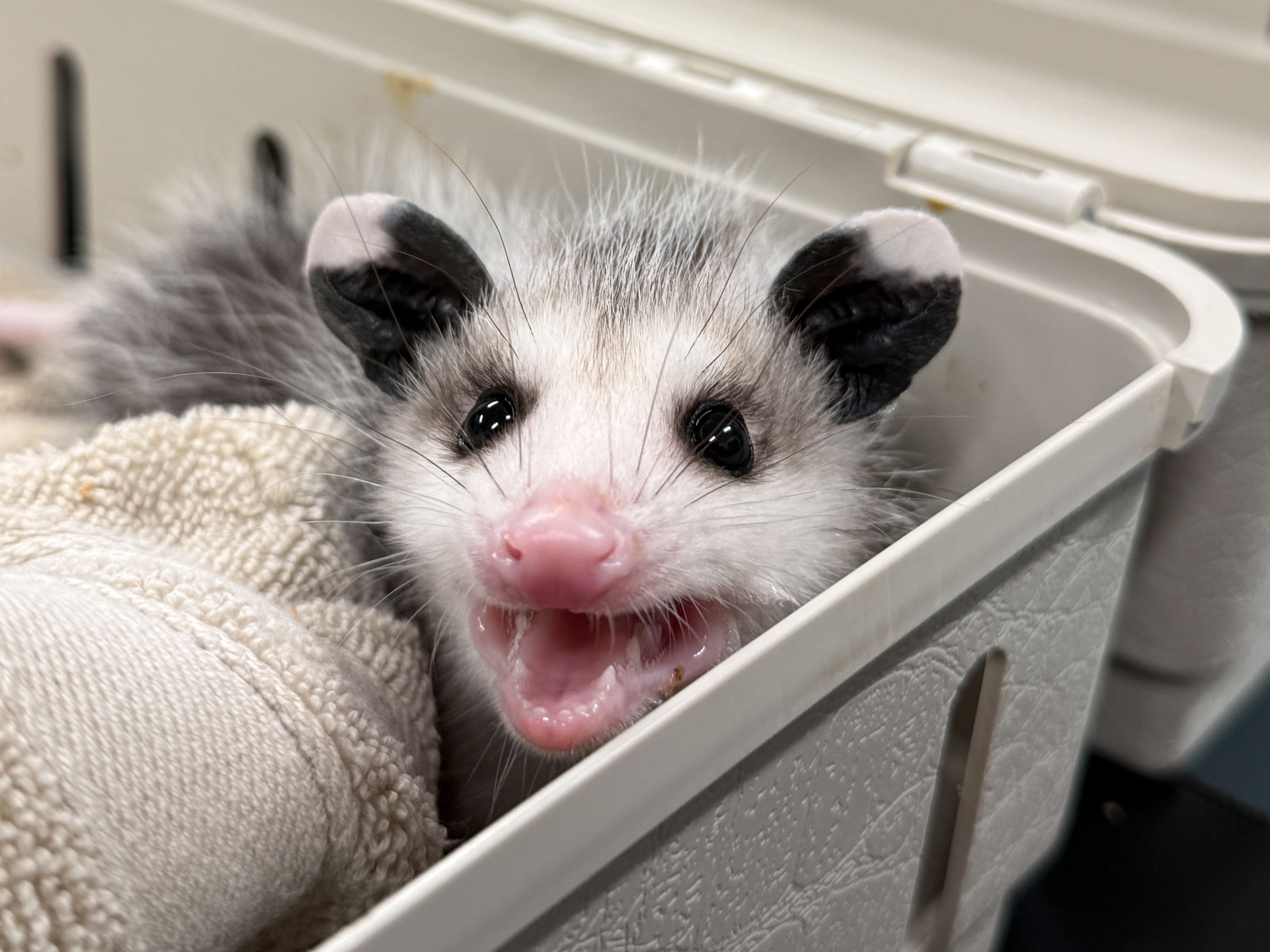 wildlife rehab internships feeding baby raccoons