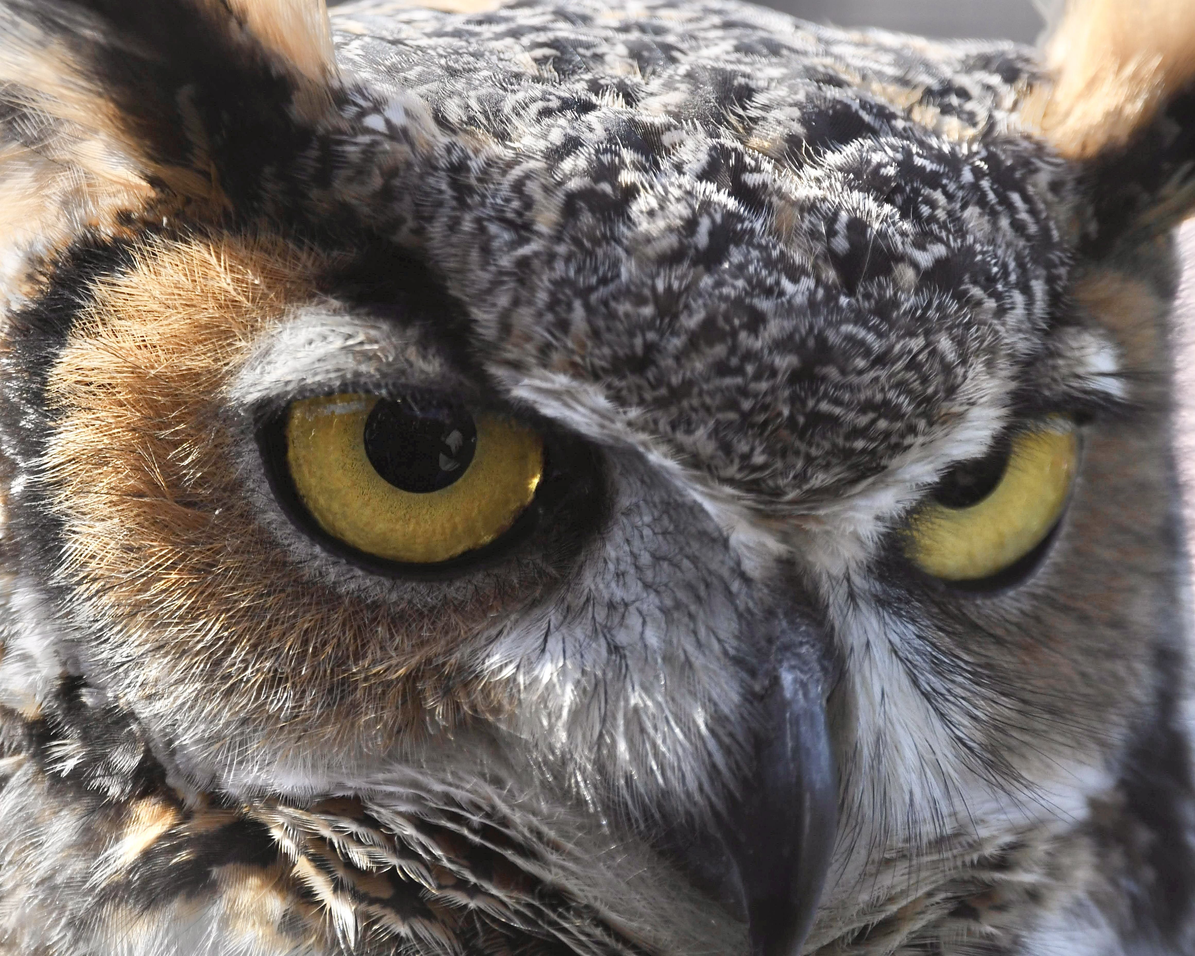 Close up picture of Great Horned Owl