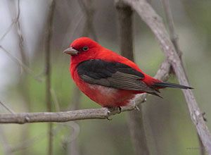 Scarlet Tanager Identification, All About Birds, Cornell Lab of Ornithology