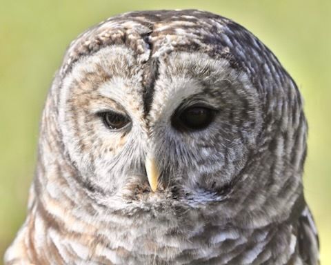 Barred Owl For Maryland Raptor Conservancy donations