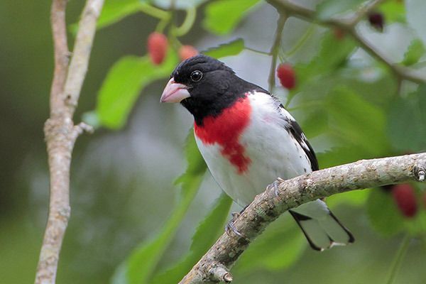 Rose-breasted Grosbeak