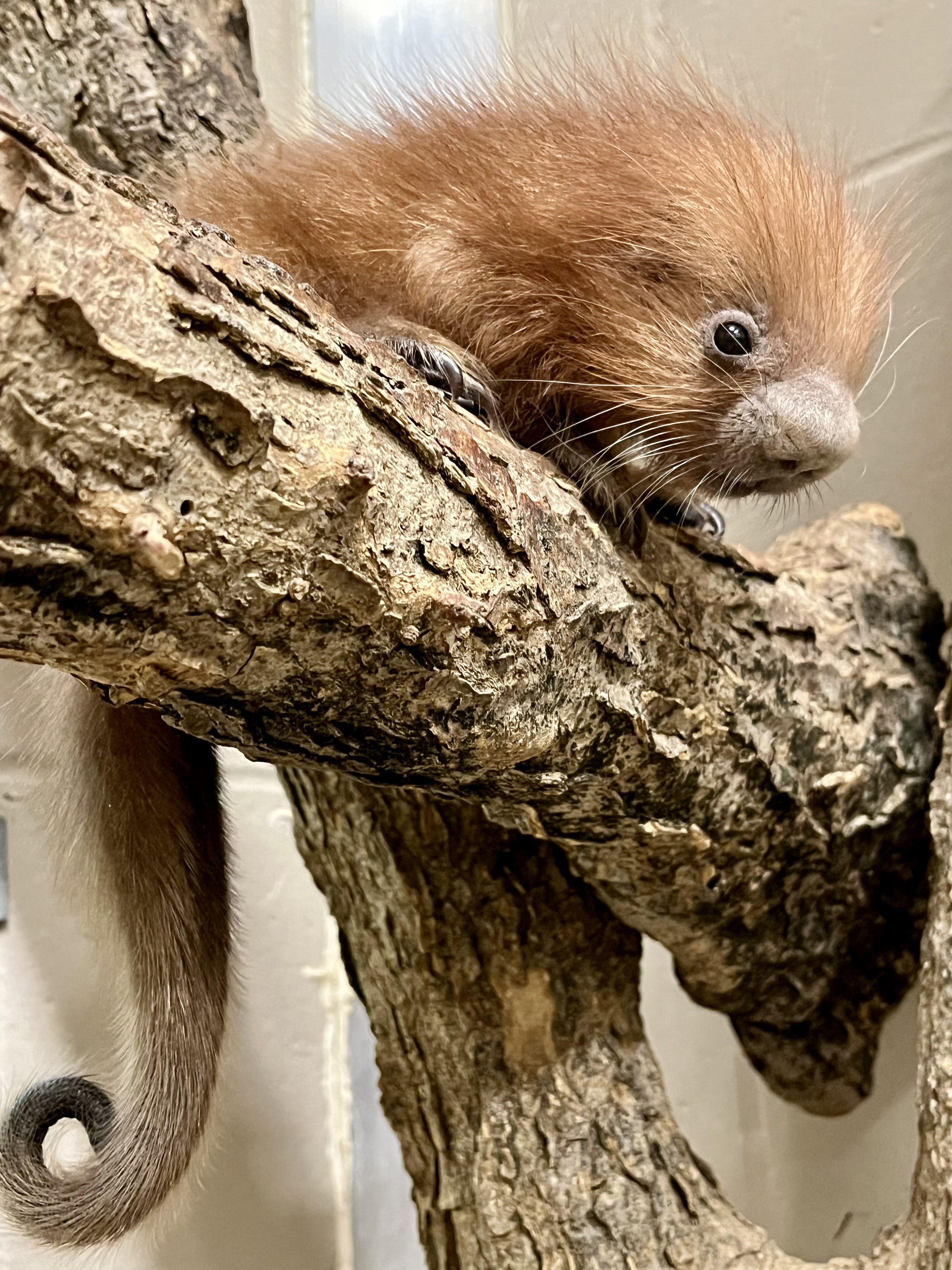 Porcupette