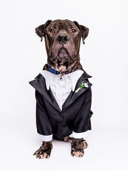 Dog wearing a tuxedo