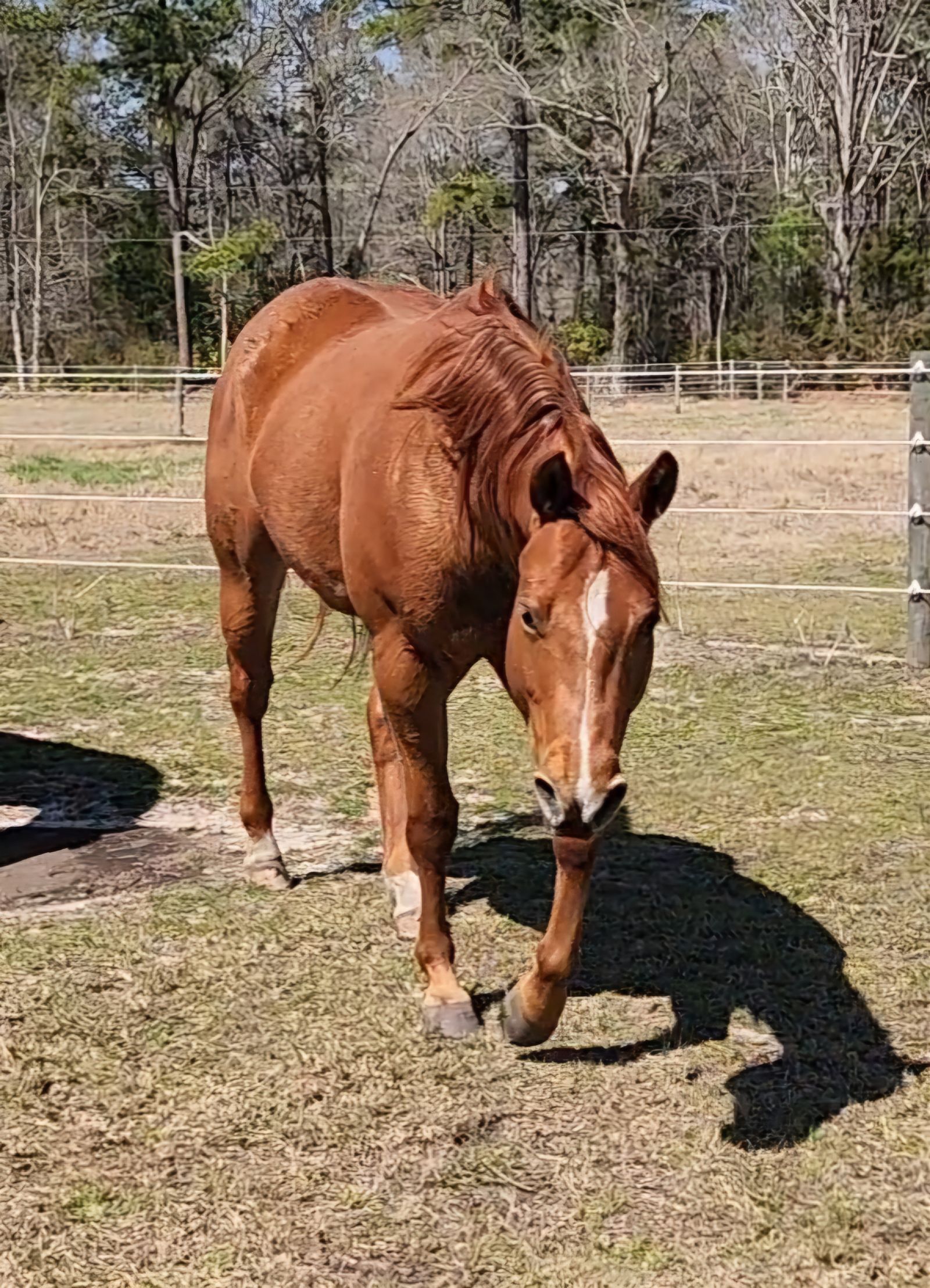 Hans is a 2021 AQHA gelding owned by BGHNC. He will begin training in the Spring of this year and soon after will join our therapy team.