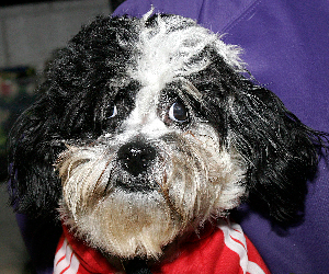 SULLY