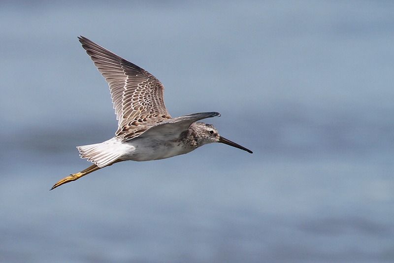 stilt sandpiper winter