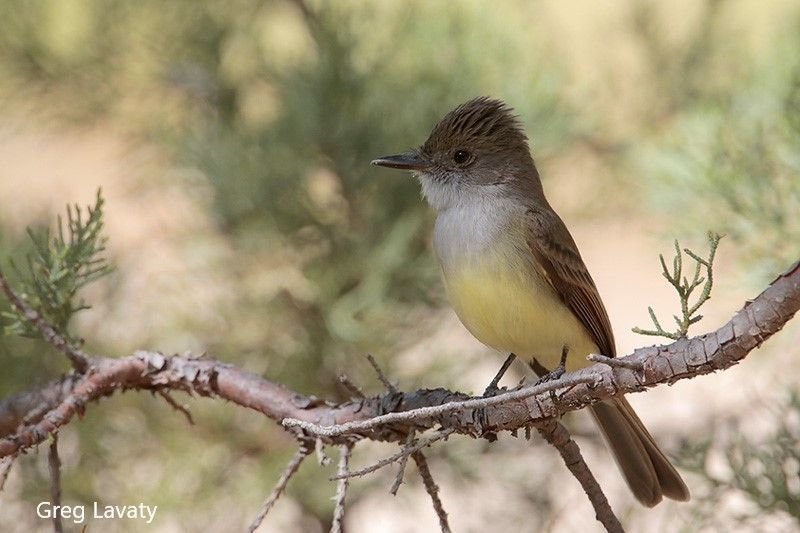 Beak of the Week: Dusky-capped Flycatcher