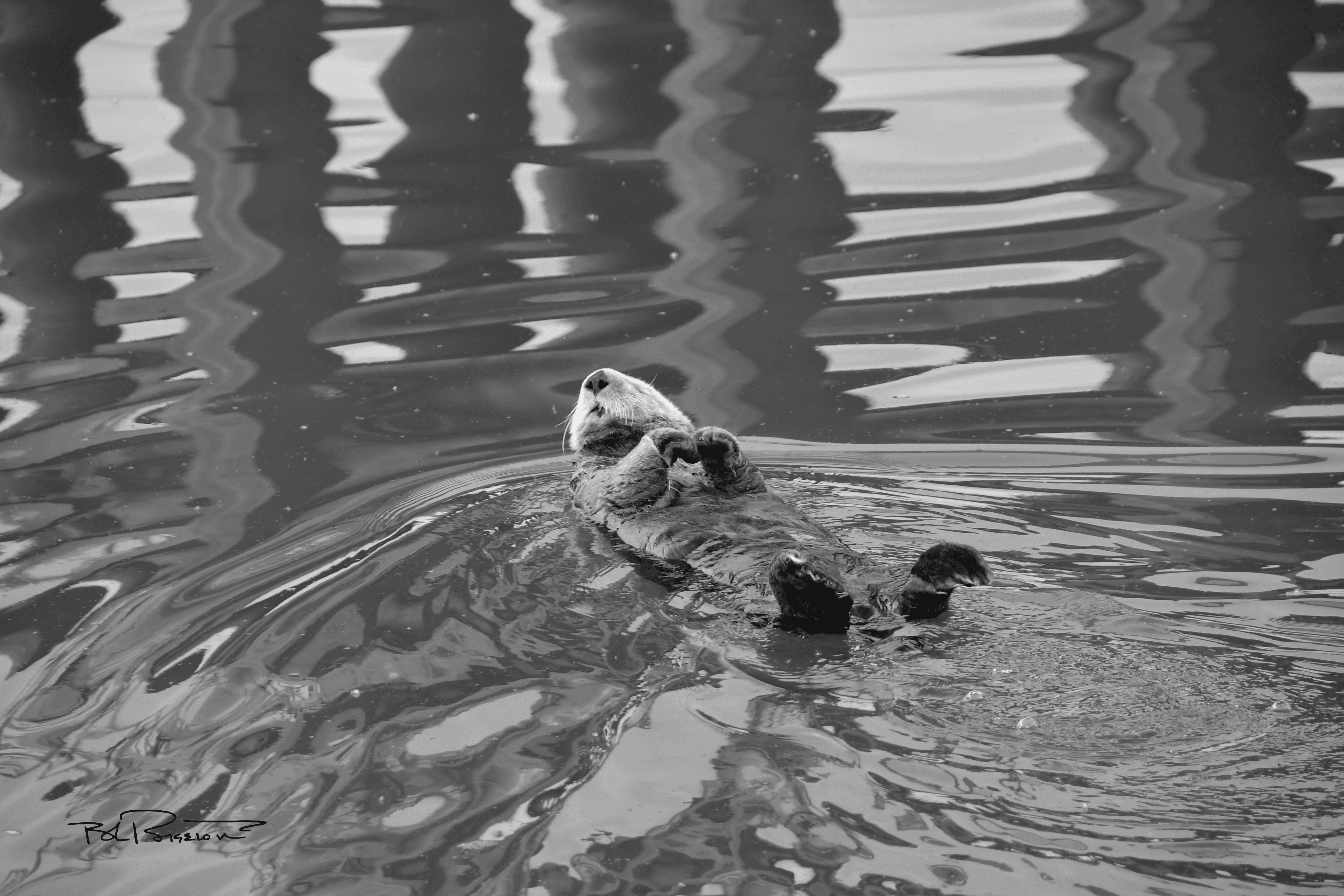 Otter Ripples B&W