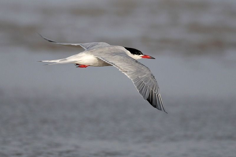 Common Tern