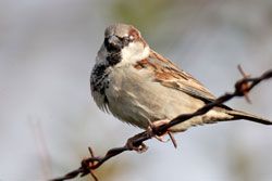 Beak of the Week: House Sparrow