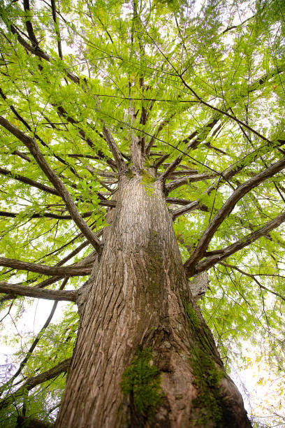 Dawn Redwood - Pack of 5 Seedlings (12"-18")