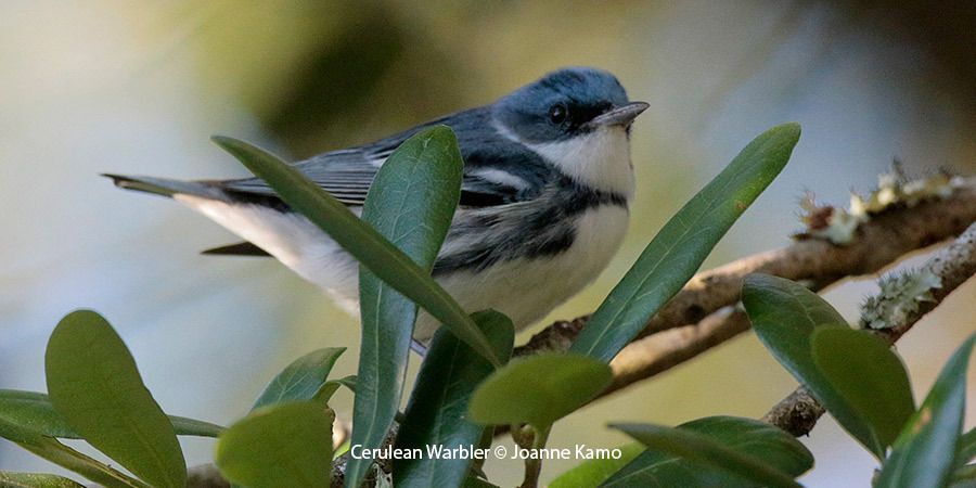 Cerulean Warbler