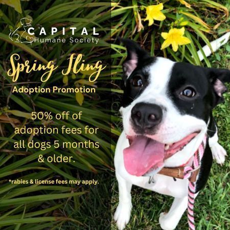 Spring Fling Dog Adoption Promotion