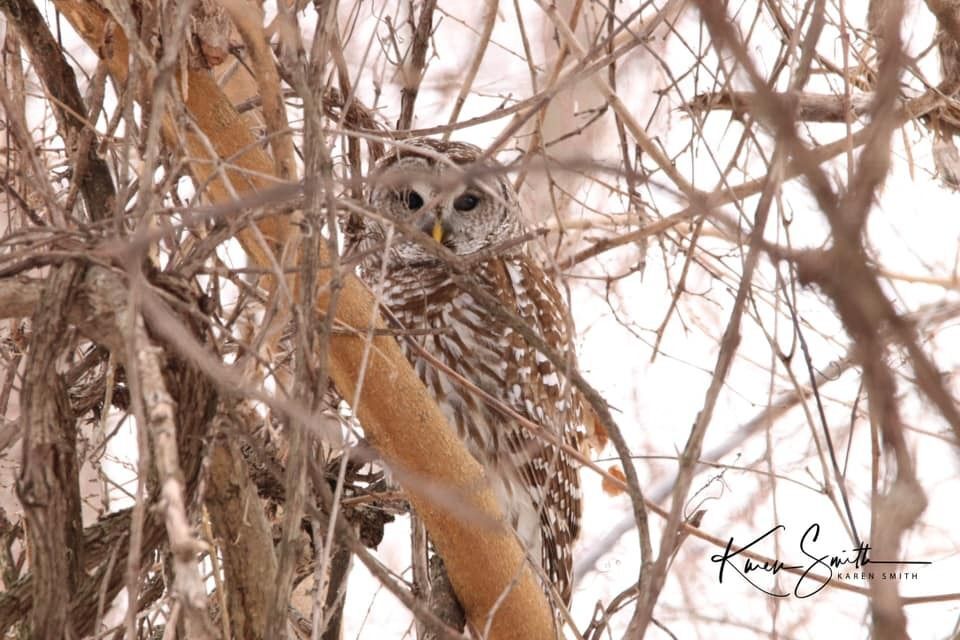 Lively in Winter: Birds to look and listen for in January and February