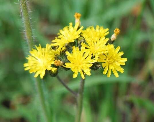 Meadow Hawkweed