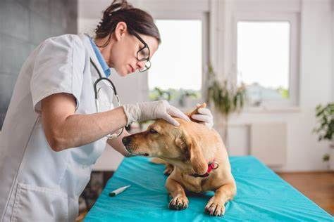 Spay/Neuter and Vaccine clinics