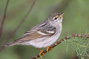 Blackpoll Warbler