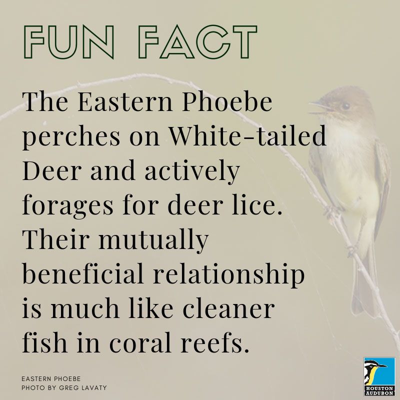 Eastern Phoebe fun fact