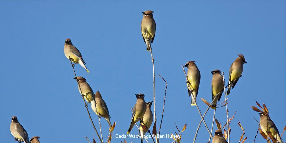 Cedar Waxwings