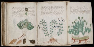 The Voynich Manuscript - Cryptologic Bytes Highlights