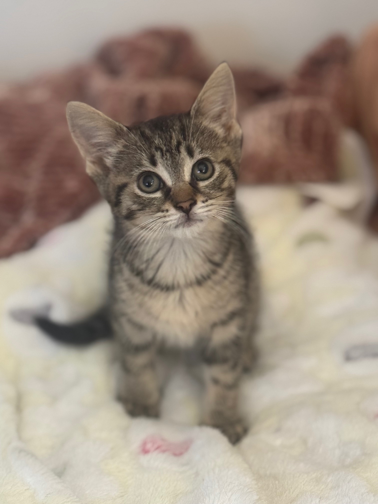 Johnny - ADOPTION PENDING