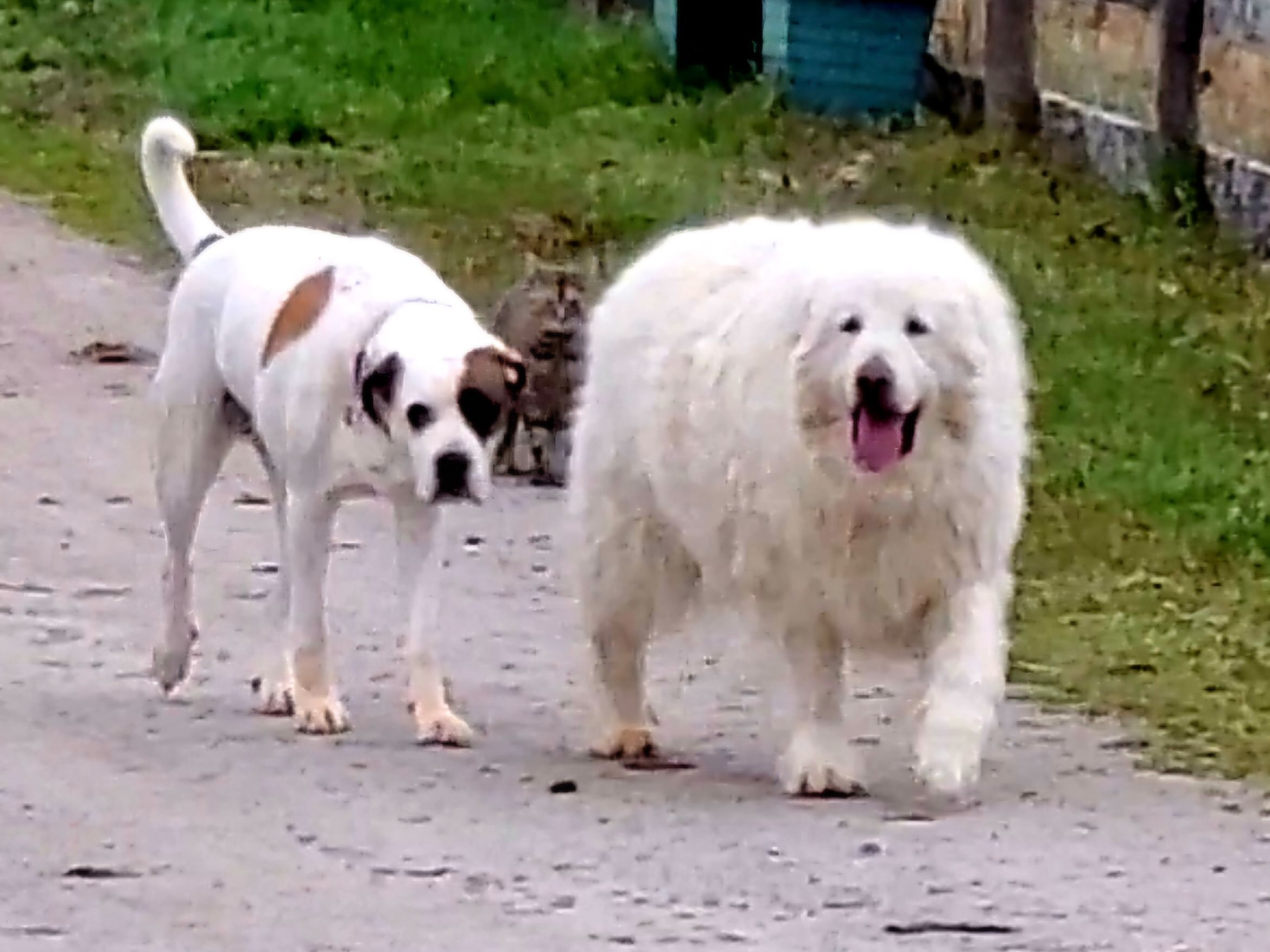 Strolling with Satch