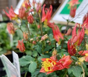 Fall Native Plant Sale