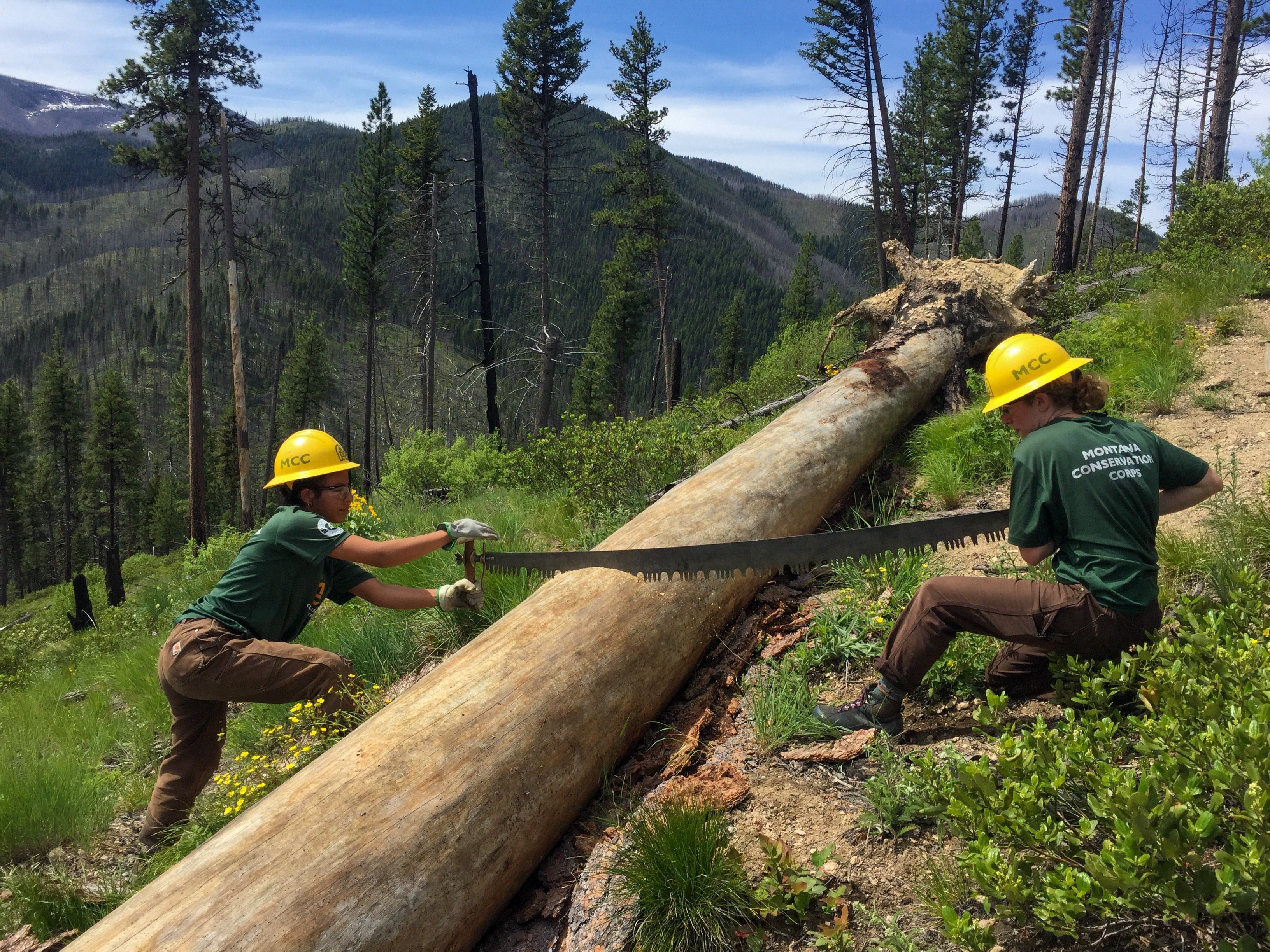 [Image description: Two MCC members are seen on a hillside utilizing a crosscut to saw away to a large fallen tree.]