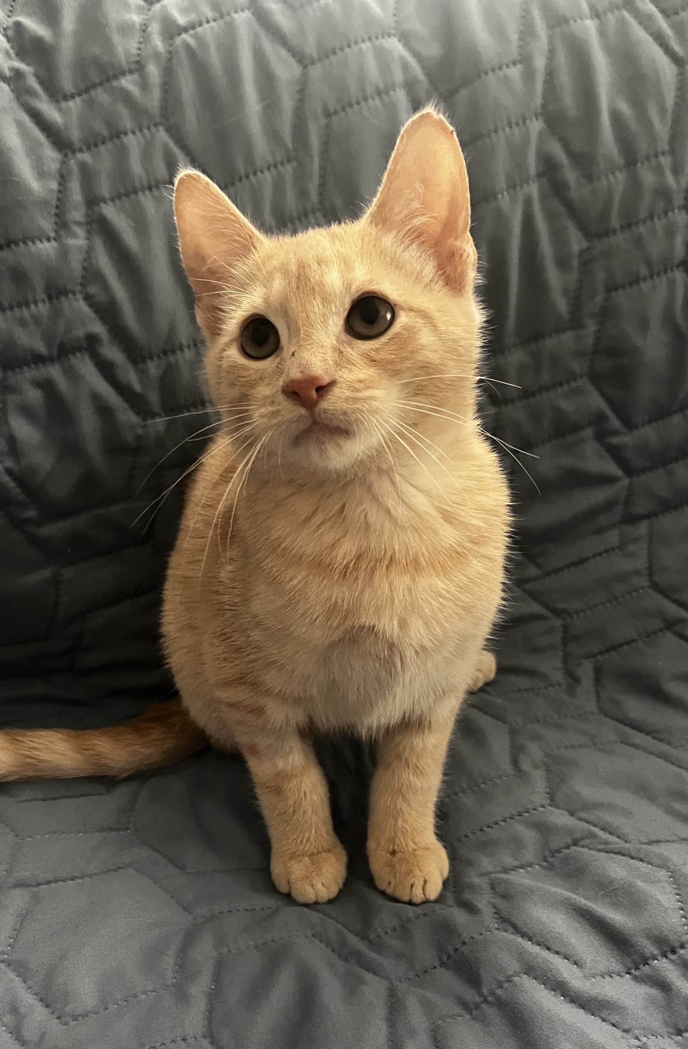 Nacho - ADOPTION PENDING