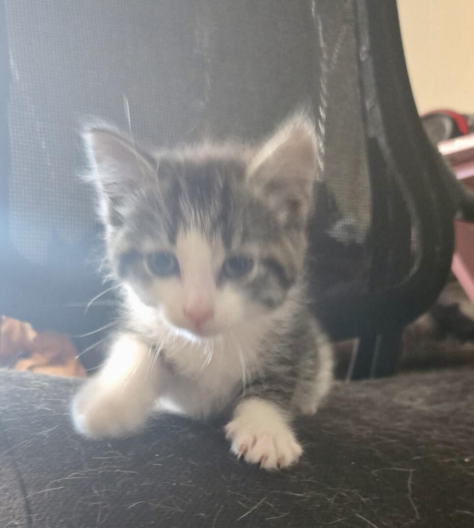 Bella