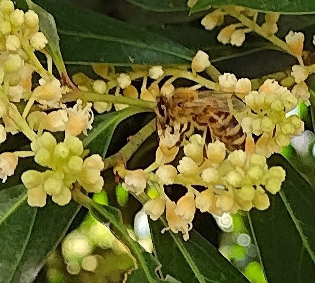 A honeybee pollinating native butterfly weed.