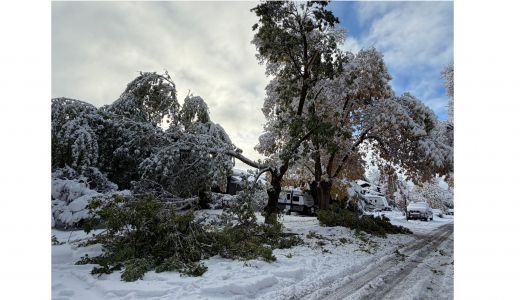 October Snowfall Brings Increased Risk for Trees and Shrubs Still Holding Leaves