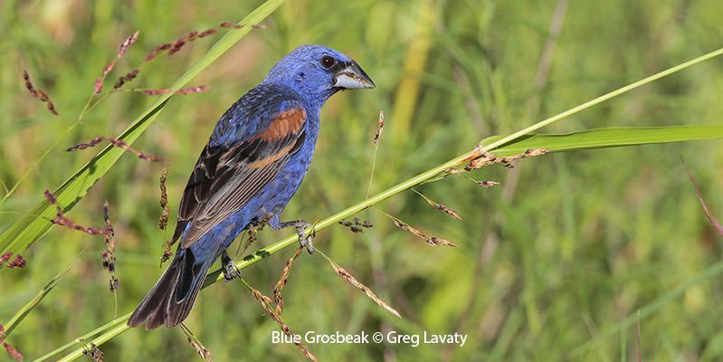 Blue Grosbeak