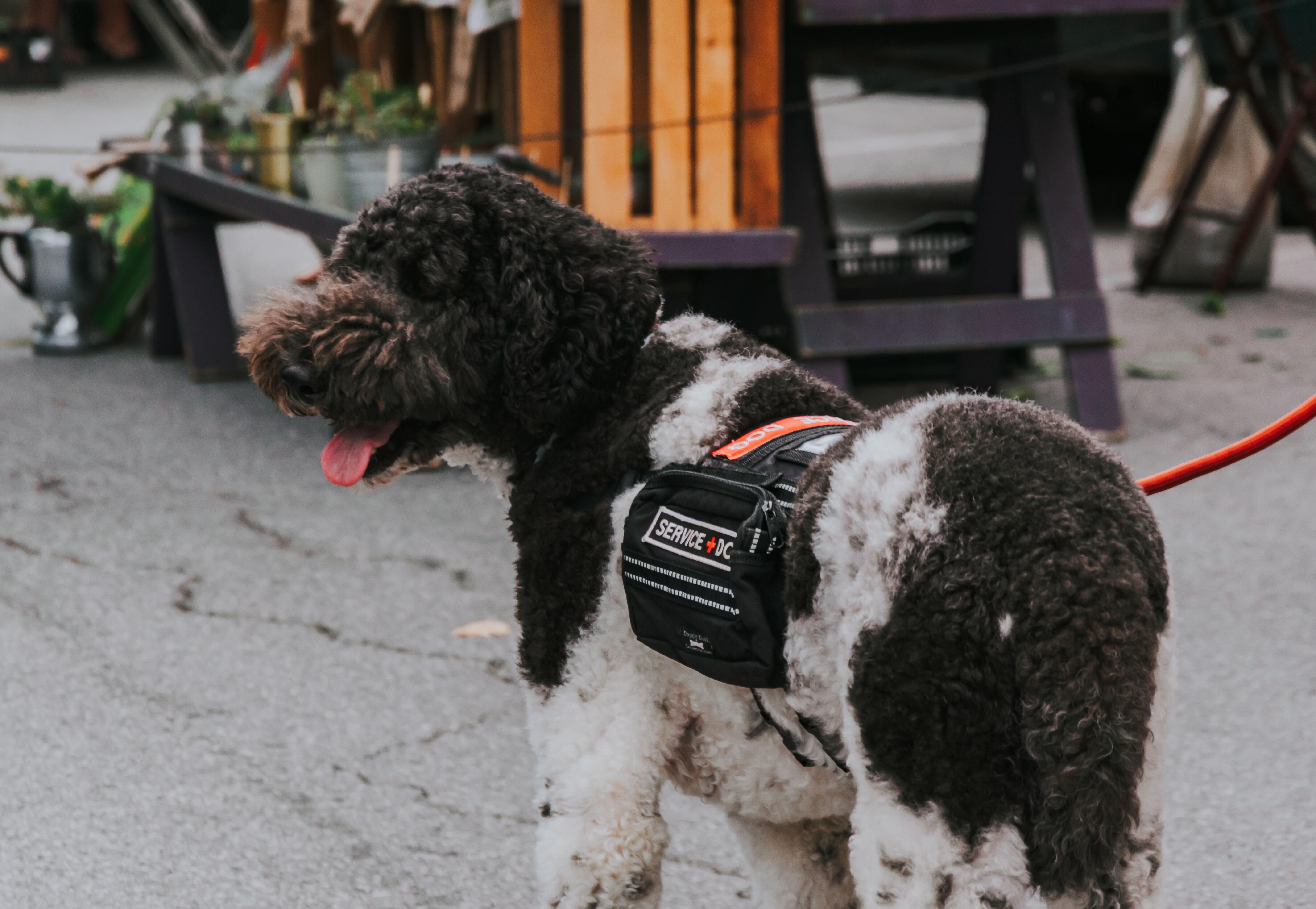 Service Dog Gives a Community of Veterans a Helping Paw