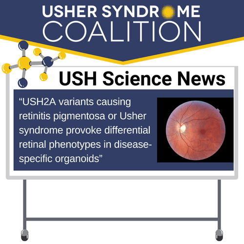 USH Science News: "USH2A variants causing retinitis pigmentosa or Usher syndrome provoke differential retinal phenotypes in disease-specific organoids" There's a small image of a DNA molecule.