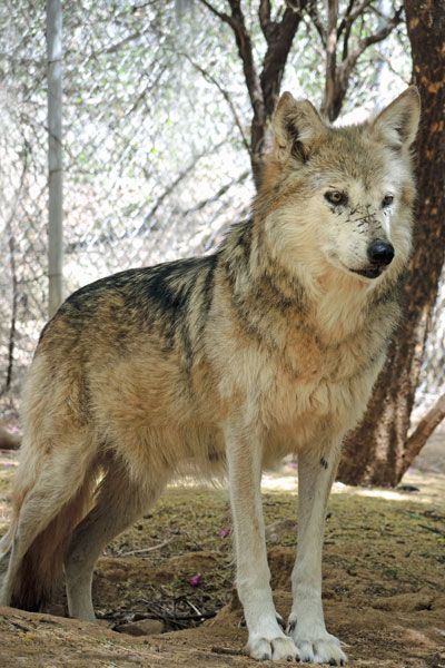 F986 Toluca Mexican Gray Wolf Southwest Wildlife Scottsdale Arizona