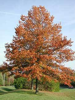 Pin Oak - Pack of 5 Seedlings (12"-18")