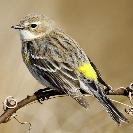 World Migratory Bird Day – May 9