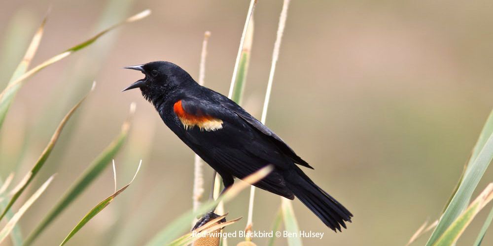 Red-winged Blackbird