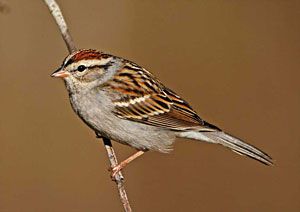 Chipping Sparrow (adult, breeding plumage)