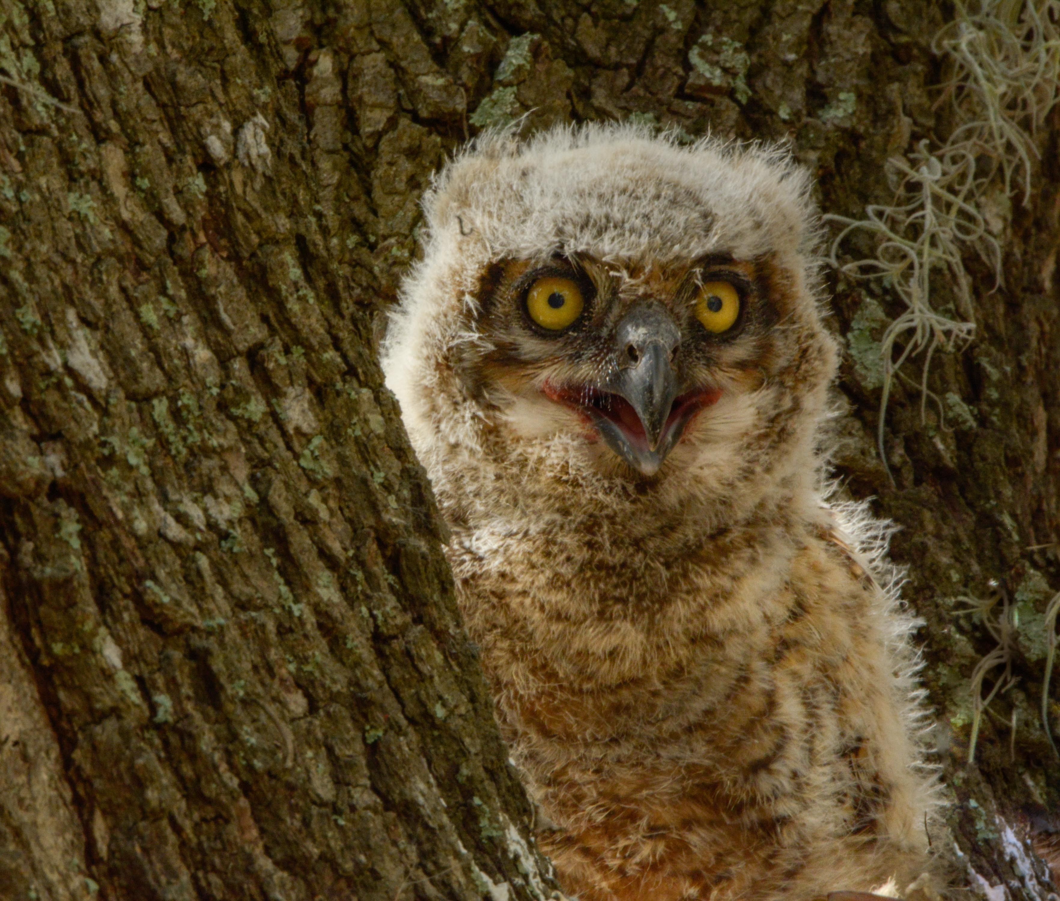 Heart shape in the face of a baby Great Horned Owl