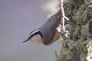 Beak of the Week: Red-breasted Nuthatch