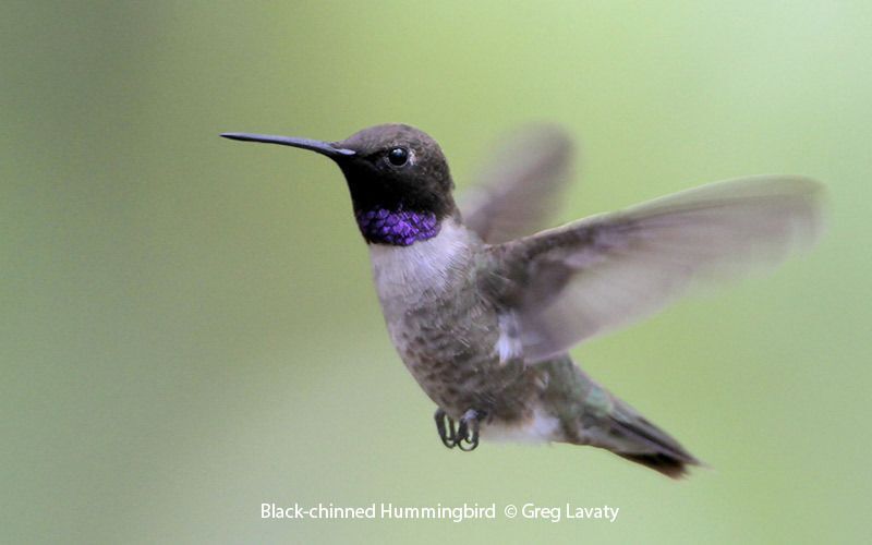 Black-chinned Hummingbird