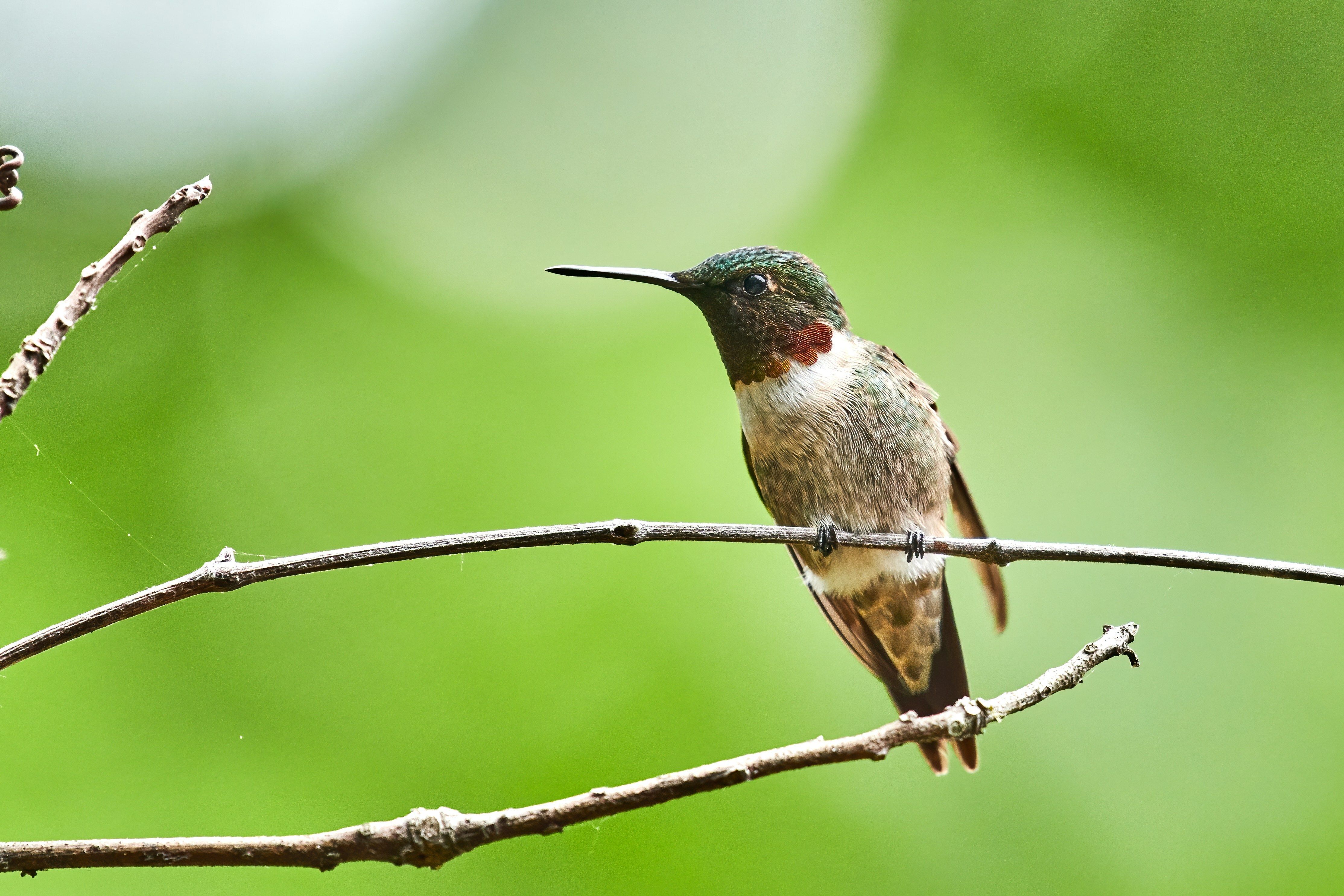 Bird Watching near me, Riverside Nature Center, Texas Master Naturalist, Kerrville, Nature lover, education about birds